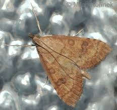 Attēlu rezultāti vaicājumam “Udea fulvalis”