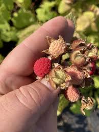 Attēlu rezultāti vaicājumam “Rubus nessensis fruit”