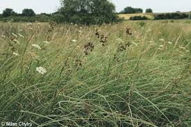 Attēlu rezultāti vaicājumam “Cladium mariscus”