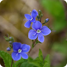 Attēlu rezultāti vaicājumam “Veronica chamaedrys flower”