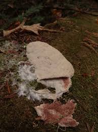 Attēlu rezultāti vaicājumam “Fuligo septica var. candida”