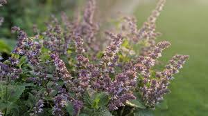 Attēlu rezultāti vaicājumam “Salvia verticillata”
