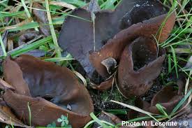 Attēlu rezultāti vaicājumam “Otidea bufonia”