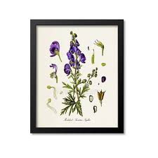 Attēlu rezultāti vaicājumam “Aconitum napellus leaf”