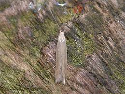 Attēlu rezultāti vaicājumam “Coleophora alticolella”