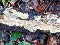 Attēlu rezultāti vaicājumam “Phleogena faginea sessile”