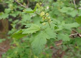 Attēlu rezultāti vaicājumam “Ribes alpinum”