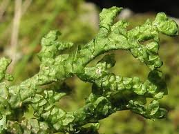 Attēlu rezultāti vaicājumam “Porella cordaeana”