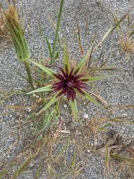 Attēlu rezultāti vaicājumam “Tragopogon heterospermus leaf”