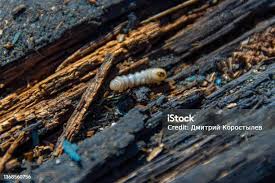 Attēlu rezultāti vaicājumam “Cucujus cinnaberinus larva”