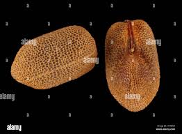 Attēlu rezultāti vaicājumam “Geranium bohemicum fruit”