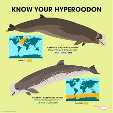 Image result for Hyperoodon ampullatus