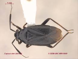 Attēlu rezultāti vaicājumam “Capsus ater”