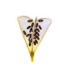 Attēlu rezultāti vaicājumam “Capsella bursa-pastoris fruit”