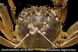 Image result for Eriocheir sinensis