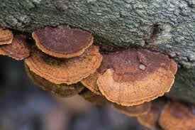 Attēlu rezultāti vaicājumam “Phellinus”