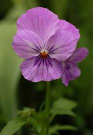 Image result for Viola x wittrockiana `Hiemalis`