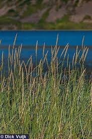 Attēlu rezultāti vaicājumam “Leymus arenarius”