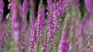 Image result for Fingerhut rot