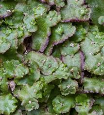 Attēlu rezultāti vaicājumam “Preissia quadrata”