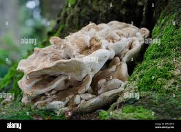 Attēlu rezultāti vaicājumam “Bondarzewia mesenterica”