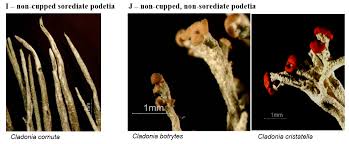 Attēlu rezultāti vaicājumam “Cladonia botrytes”
