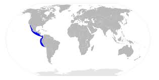 Image result for Sphyrna corona