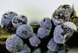 Attēlu rezultāti vaicājumam “Badhamia foliicola”