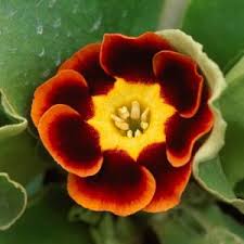 Attēlu rezultāti vaicājumam “Primula elatior flower”