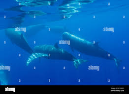 Image result for Hyperoodon ampullatus