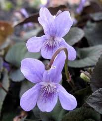 Attēlu rezultāti vaicājumam “Viola riviniana flower”