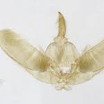 Attēlu rezultāti vaicājumam “Gillmeria pallidactyla”