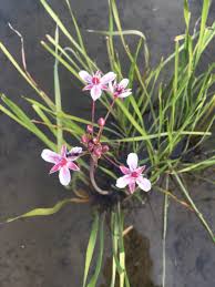 Attēlu rezultāti vaicājumam “Butomus umbellatus fruit”