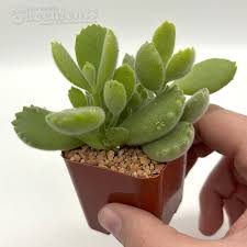 Attēlu rezultāti vaicājumam “Dianemataceae”