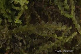 Attēlu rezultāti vaicājumam “Calypogeia fissa”