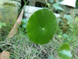 「香菇草」的圖片搜尋結果