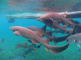 Image result for Ginglymostoma cirratum