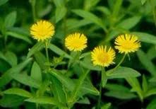 Attēlu rezultāti vaicājumam “Inula britannica leaf”