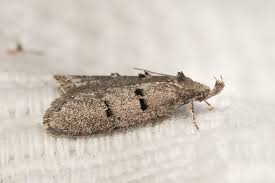 Attēlu rezultāti vaicājumam “Semioscopis avellanella imago”