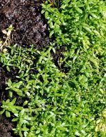 Attēlu rezultāti vaicājumam “Callitriche verna leaf”