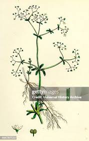 Attēlu rezultāti vaicājumam “Galium elongatum”