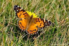 Attēlu rezultāti vaicājumam “Vanessa cardui underside”