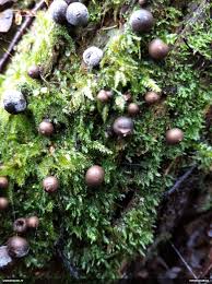 Attēlu rezultāti vaicājumam “Lycogala roseosporum sessile”