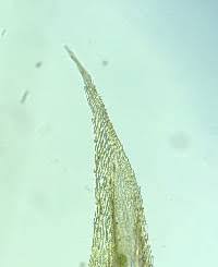 Attēlu rezultāti vaicājumam “Brachythecium campestre”