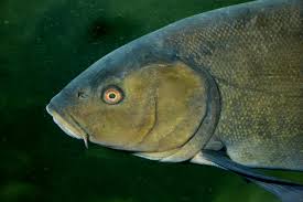 Image result for Tinca tinca