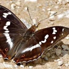 Attēlu rezultāti vaicājumam “Apatura iris”