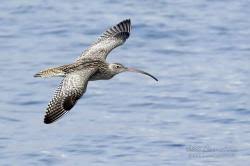 Attēlu rezultāti vaicājumam “Numenius arquata adult”