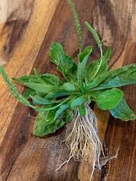 Attēlu rezultāti vaicājumam “Plantago uniflora leaf”