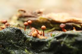 Attēlu rezultāti vaicājumam “Trichia erecta”