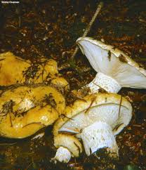 Attēlu rezultāti vaicājumam “Lactarius repraesentaneus”